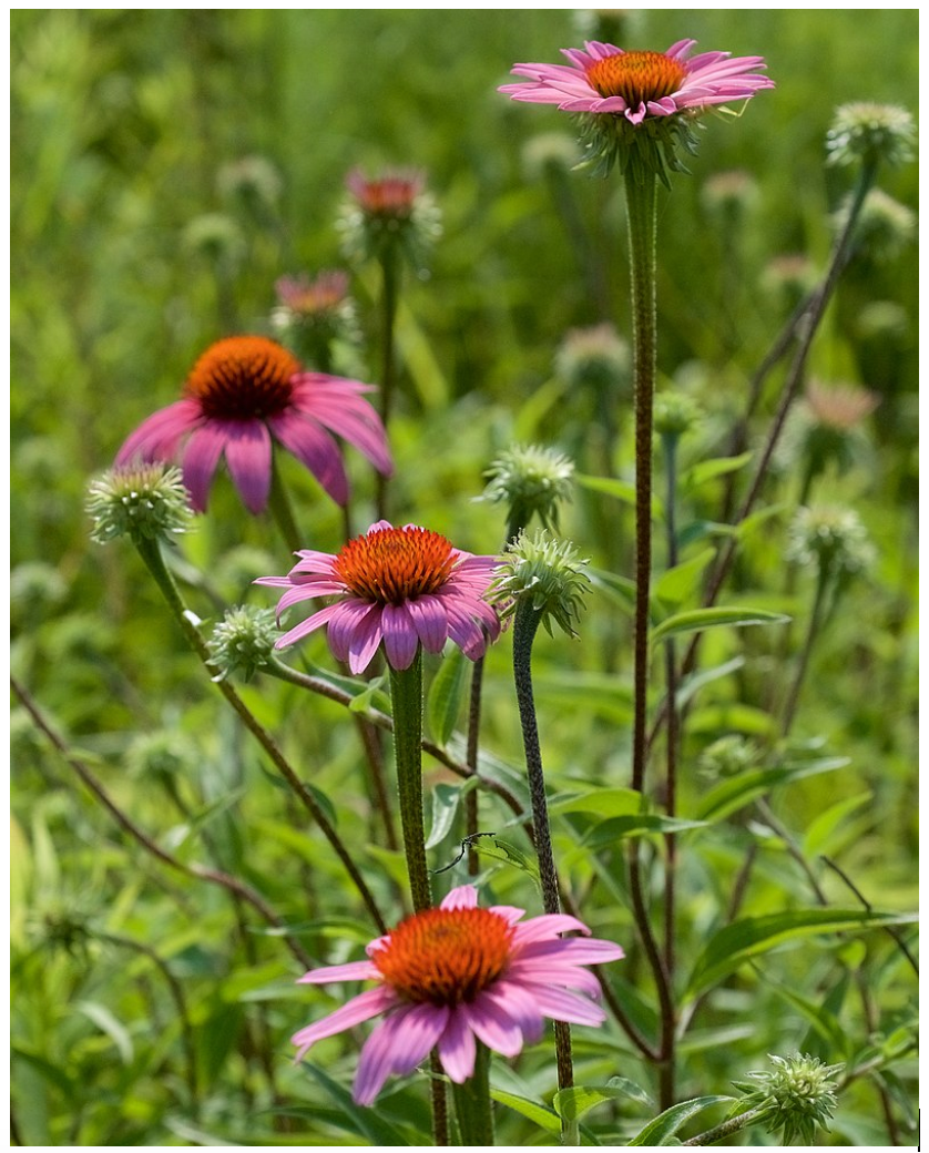 Purple Coneflower